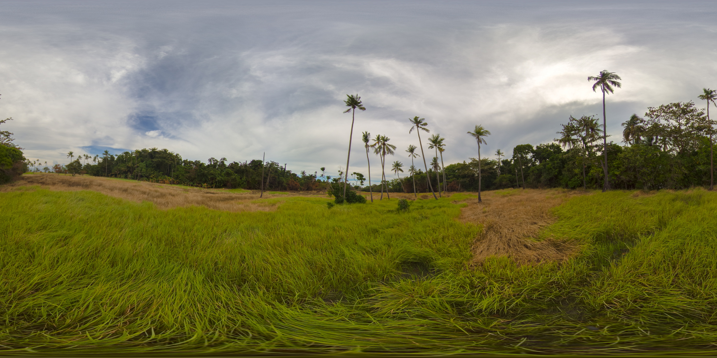 Tropical Rainforest 360 VR