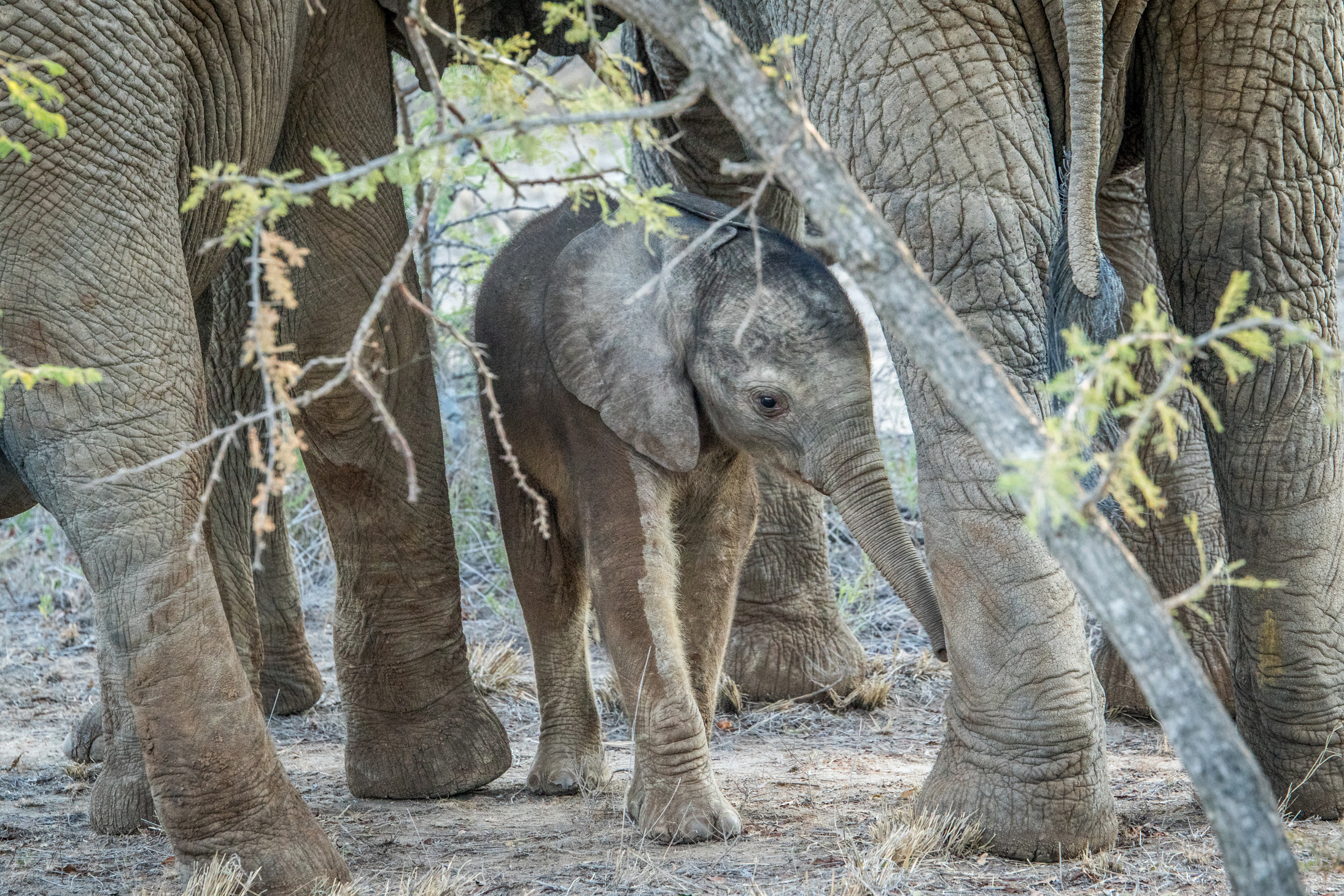 Young Elephant in between the Legs of His Mother.